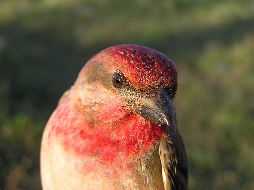 Common Rosefinch, Sundre 20090620